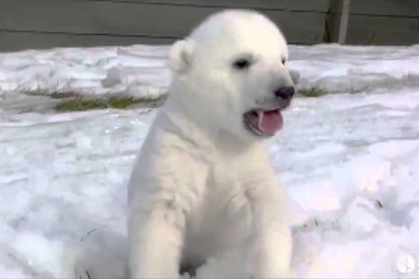Baby Polar Bear's First Time Playing in Snow is New Internet Hit - YouTube