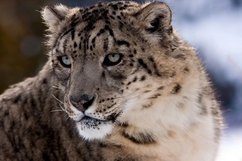 HD Wallpaper | Background ID:398256. 1920x1164 Animal Snow Leopard. 1 Like.  Favorite
