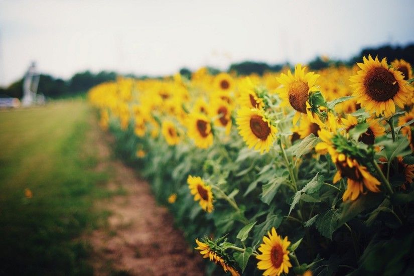 <b>Sunflower Desktop Wallpapers</b> - THIS <b>Wallpaper