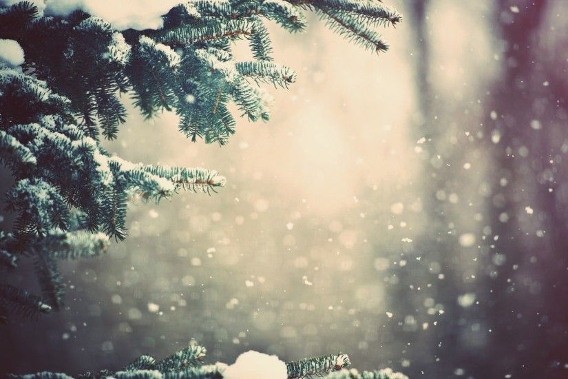 Preview wallpaper winter, spruce, branches, snow, glare 1920x1080
