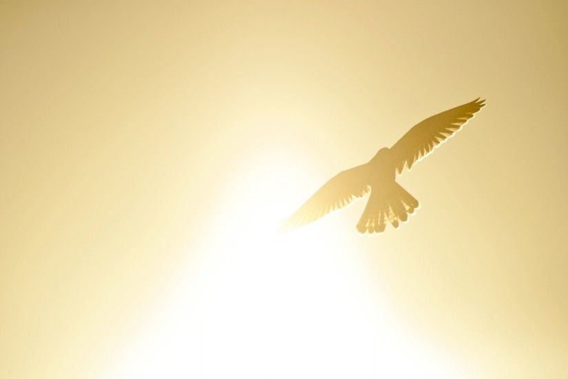 landscape mood poultry bird wings flight silhouette sun sky yellow freedom  background widescreen full screen widescreen