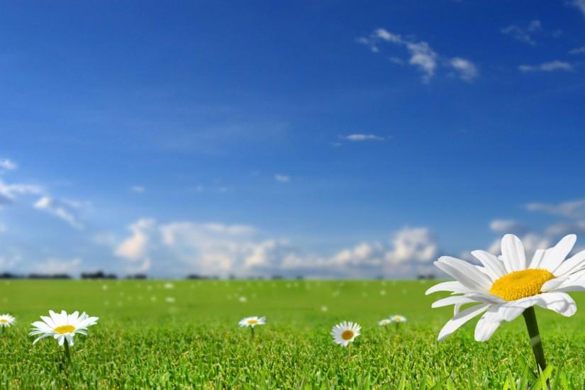 Beautiful white flowers in fields with blue sky background hd wallpapers  1920 x 1080