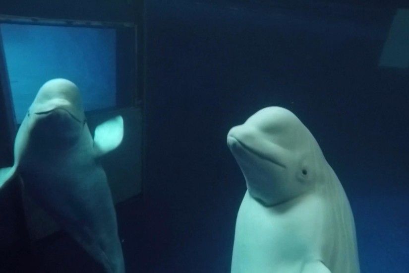 World's first open water beluga whale sanctuary to open in Iceland | The  Independent