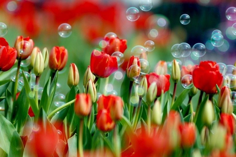 Red Tulips HD Desktop Wallpaper, Background Image
