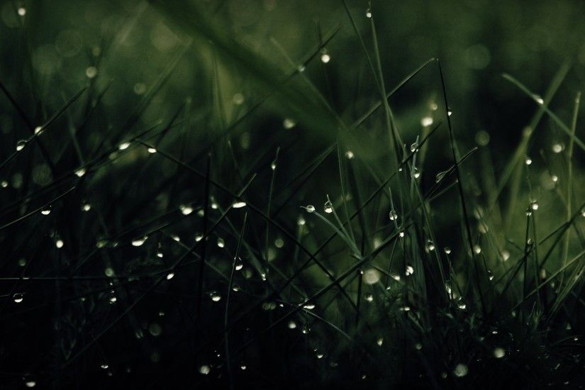 Green Nature Rain Grass Water Drops Wallpaper 1920x1080 340x220