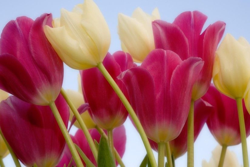 Top 15 ideas about Tulip on Pinterest | Beautiful, Flower .