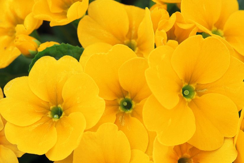 Pictures of Yellow Flowers Free Wallpaper