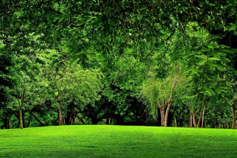 Wallpapers For > Green Forest Wallpaper Hd