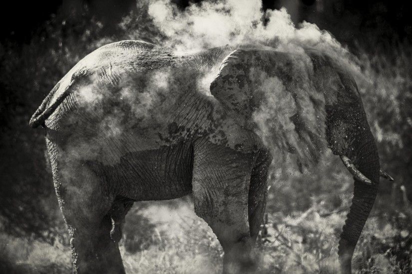 Dusty Elephant. Dusty Elephant Desktop Background