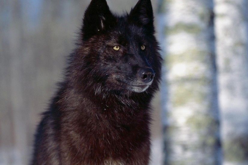 Black Alpha Wolf Photos