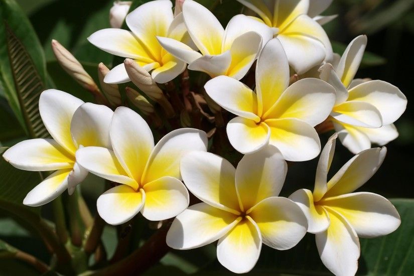 Wallpaper Plumeria, Flowers, Buds, Green, Beautifully