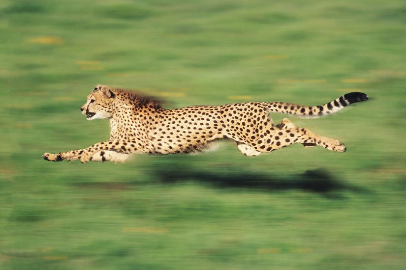 Cheetah-Wallpaper-HD-Backgorunds