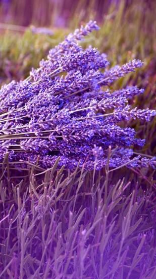 1440x2560 Wallpaper lavender, flower, ribbon, field