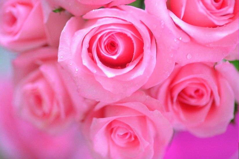 Beautiful Pink Roses Wallpapers Group 3072Ã2048