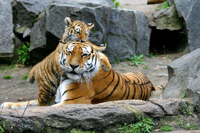 tiger free desktop backgrounds for winter