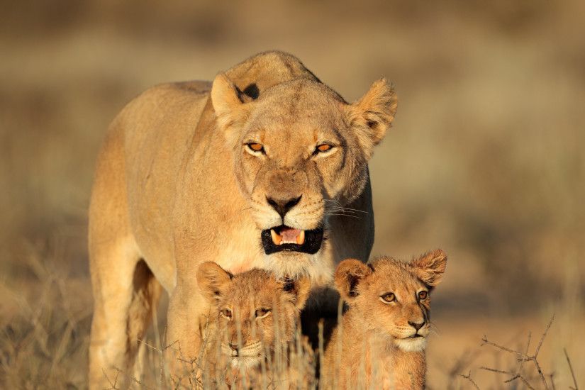 2560x1440 Wallpaper lion, female, lion cubs, family, africa, predators