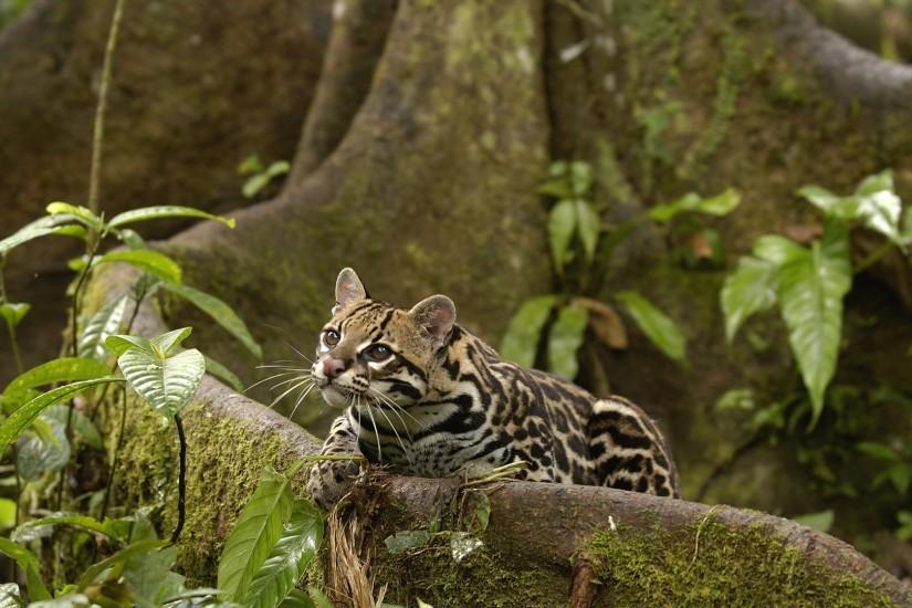 Ecuador Rainforest Background - Bing Images