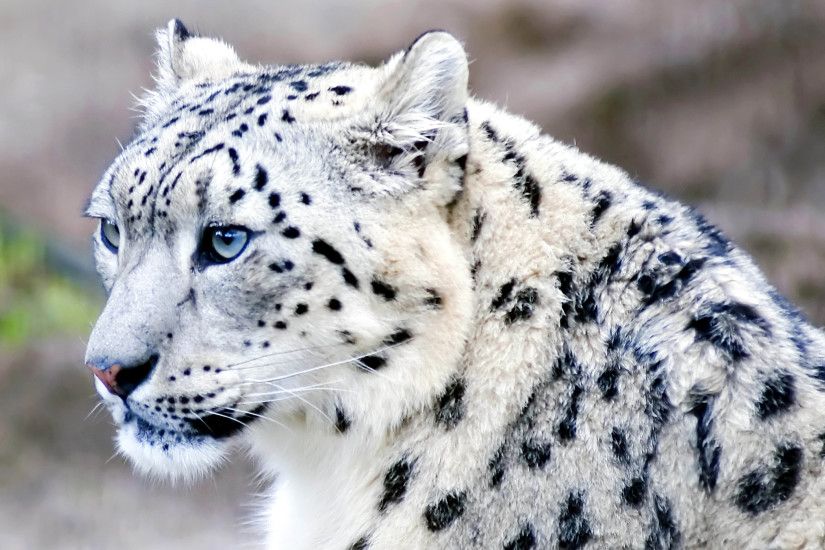 Animal - Snow Leopard Animal Face Close-Up White Leopard Wallpaper