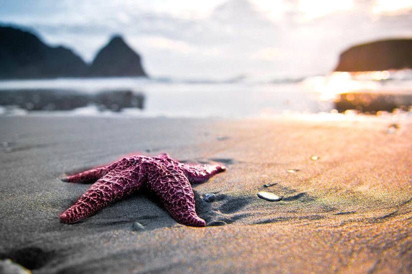 Starfish, On, Sand, Hd Sea Wallpapers, Sand, Sun, Amazing Beach, Beautiful  Places, Vacation, Holiday, Swimming, 1925Ã1083 Wallpaper HD