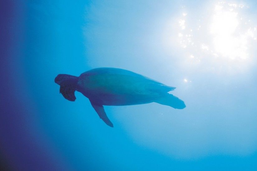photography, Nature, Sea, Water, Underwater, Animals, Sunlight, Turtle  Wallpaper HD