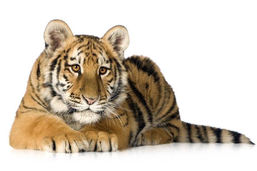 tiger predator white background