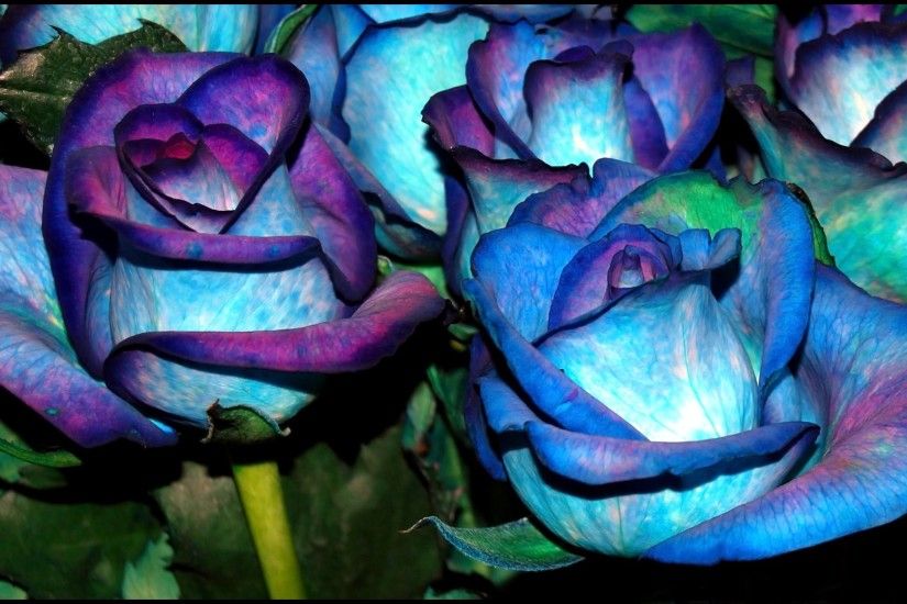 Blue roses Wallpaper