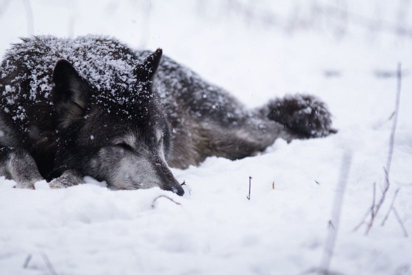 Black Wolf In Snow Wallpaper