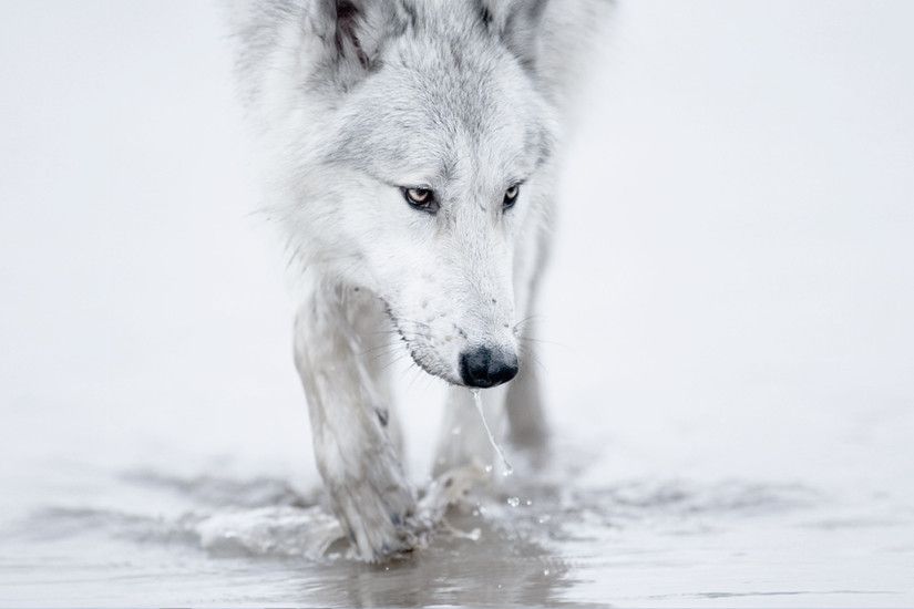 Arctic Snow White Winter Wolves