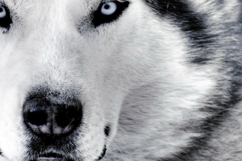 White Wolf Wallpapers - Wallpaper Cave