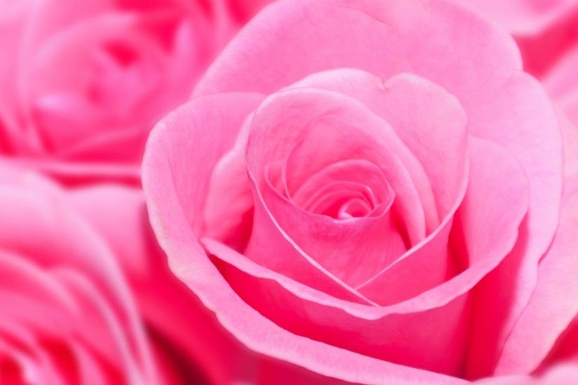 pink-roses-wallpaper-HD7-1-600x338