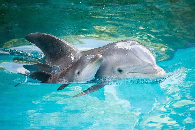 dolphin wallpaper baby. Â«Â«