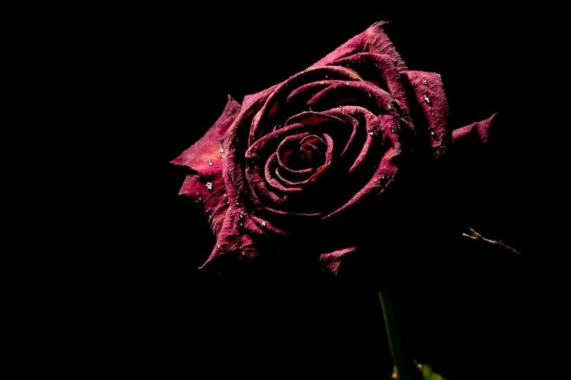 Beautiful Red Rose Black Background
