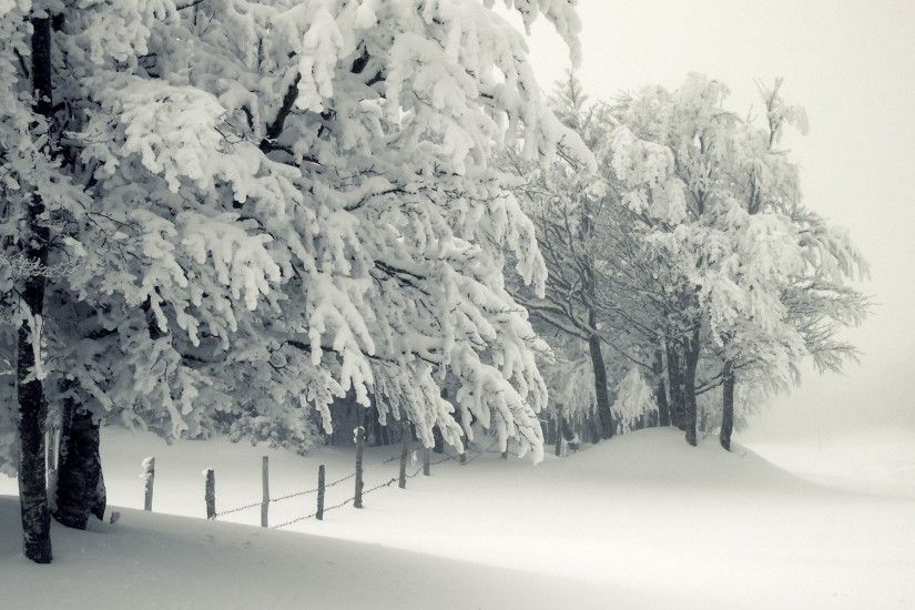 Winter Snow Trees