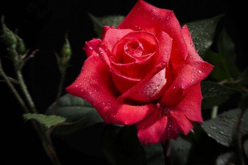 Red And Black Rose Wallpapers 20 Free Hd Wallpaper