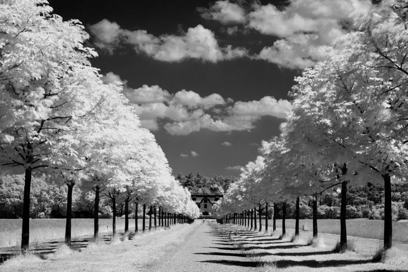 Nature Road Tree Alley Horizon Sky Clouds Sun Rays Day Photo Black White  Background Wallpaper.