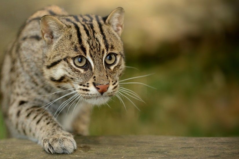 Wallpaper Civet cat, Fishing cat, Fishing cat asian, View, Wild HD,  Picture, Image