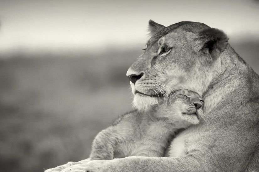 Download Wallpaper 1920x1080 Lioness, Lion, White, Animal, Family .