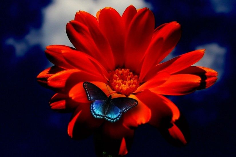 Red orange flower blue butterfly wallpaper | 2560x1600 | 467639 |  WallpaperUP