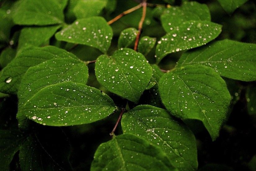 Rain-drop-leaf-wallpaper-HD-download