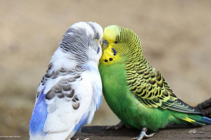 Cute small love birds kissing