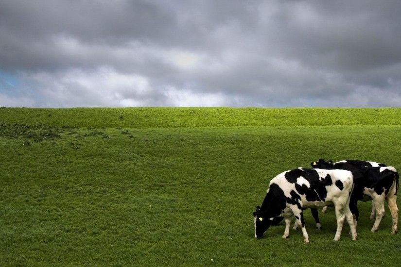 cow desktop wallpaper