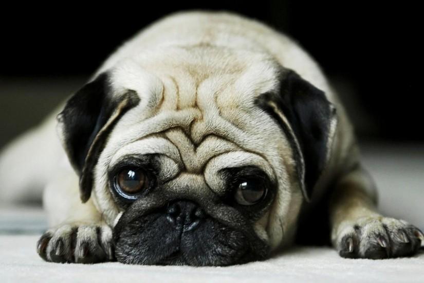 Most Downloaded Pug Wallpapers - Full HD wallpaper search
