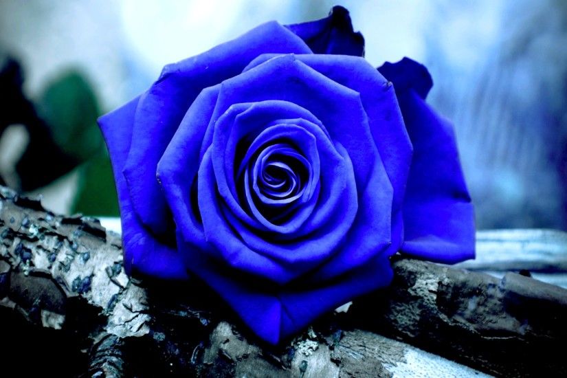 amazing blue rose wallpaper free download desktop images background photos  download hd free samsung iphone mac 2048Ã1352 Wallpaper HD