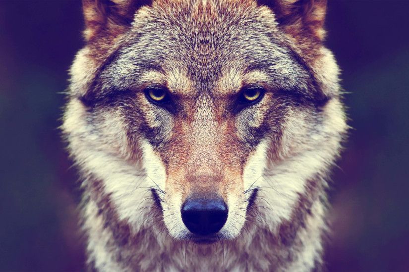 Timber Wolf. Rate Wallpaper. DOWNLOAD IMAGE