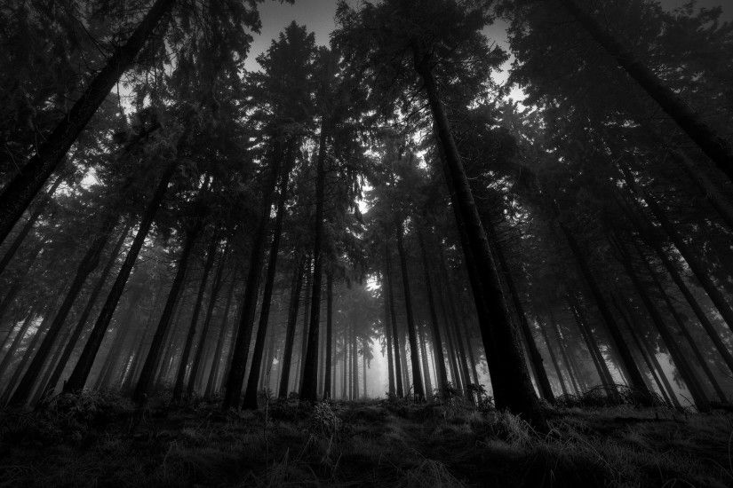 Dark Forest HD Desktop Background Wallpaper - HD Wallpapers