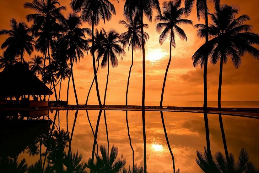 Sunrise beach palm tree wallpaper hd.