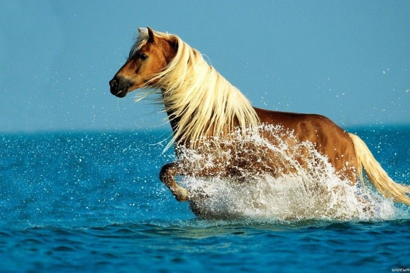 Horse running in water HD wallpaper