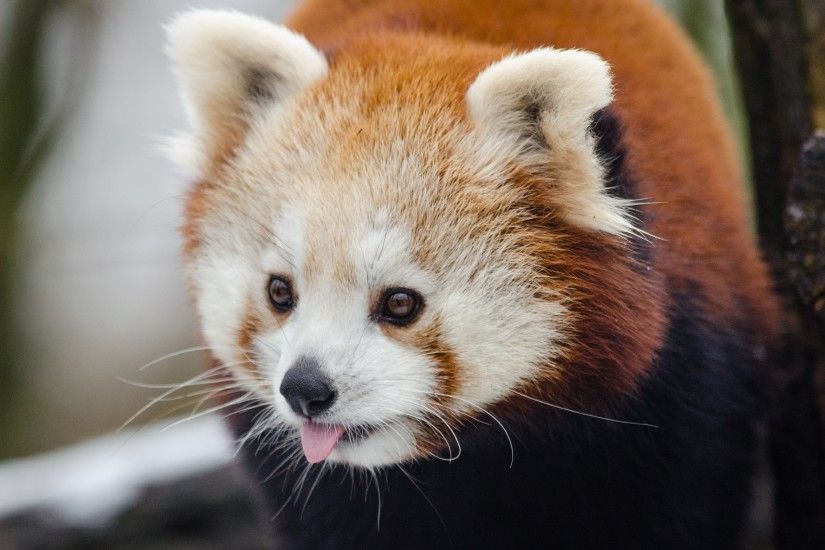 3840x2160 Wallpaper red panda, lesser panda, protruding tongue