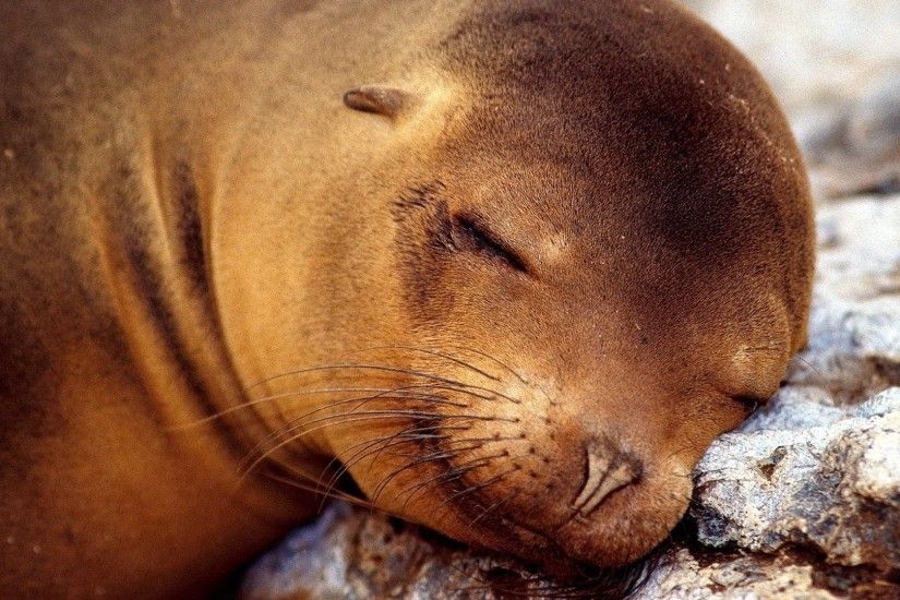 Get the latest seal, fur seal, dream news, pictures and videos and learn  all about seal, fur seal, dream from wallpapers4u.org, your wallpaper news  source.
