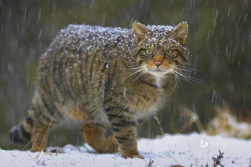 european wildcat cat snow nature scotland